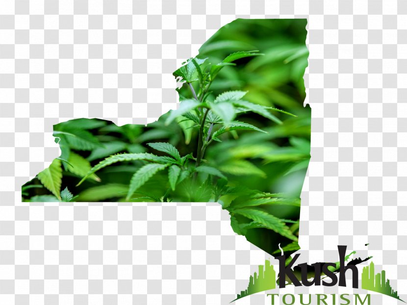 Illinois Medical Cannabis Kush Marijuana Card - Decriminalization - Weed Transparent PNG