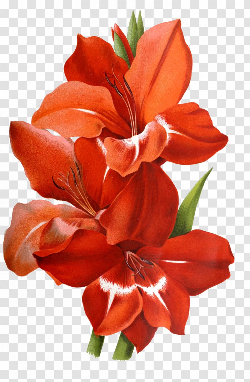 Illustration Cut Flowers Design Graphics - Canna Lily - Flower Transparent PNG
