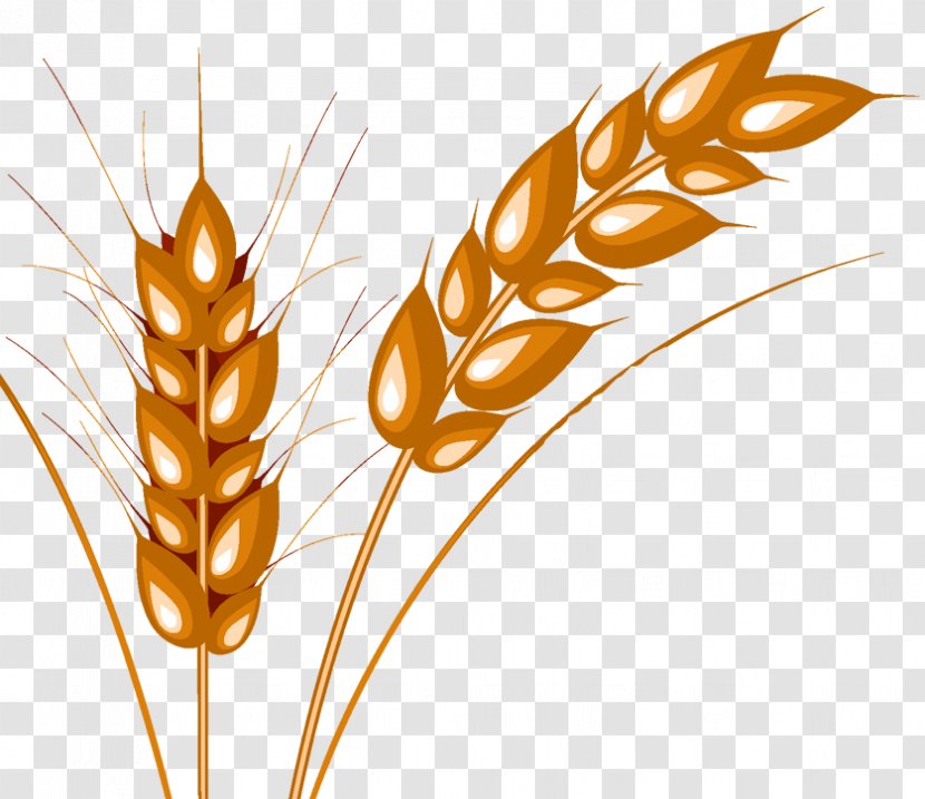 Emmer Cereal Caryopsis Durum Wheat Allergy - Plant - Commodity Transparent PNG