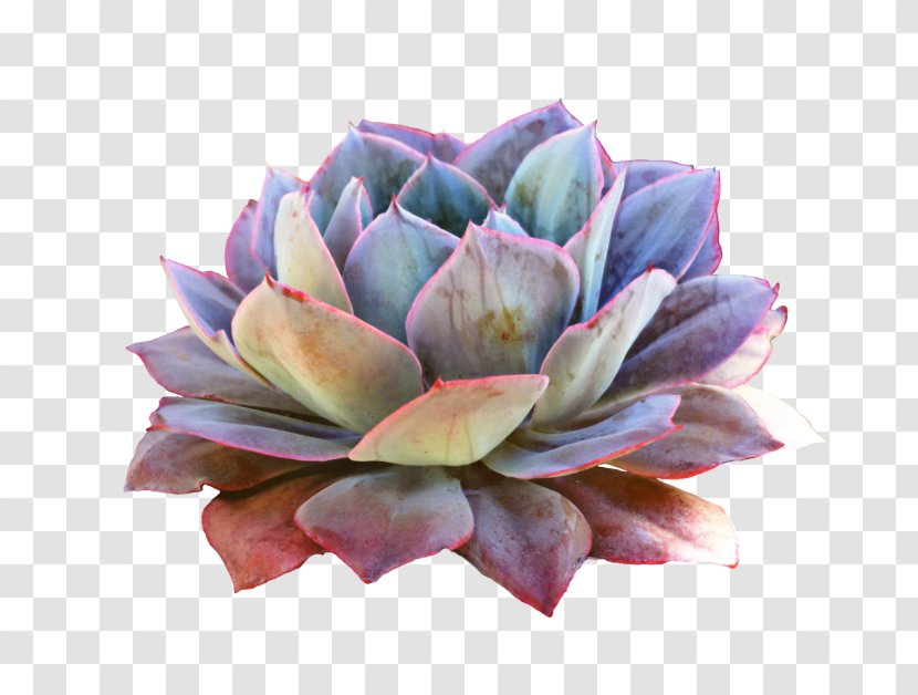Clip Art Succulent Plant Cactus Echeveria Elegans - Water Lily - White Mexican Rose Transparent PNG