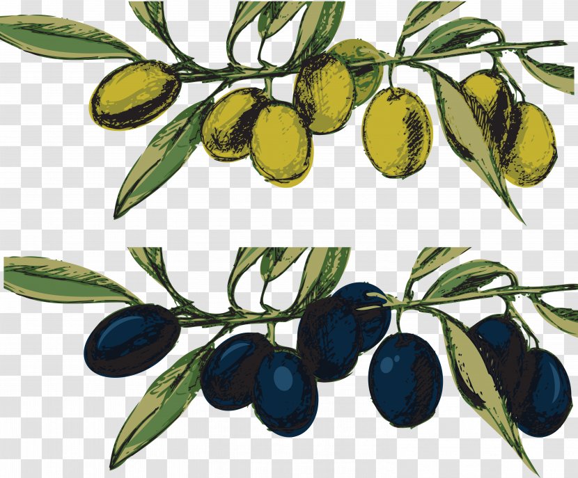 Olive Oil Pizza Mediterranean Basin - Delivery - Olives Transparent PNG