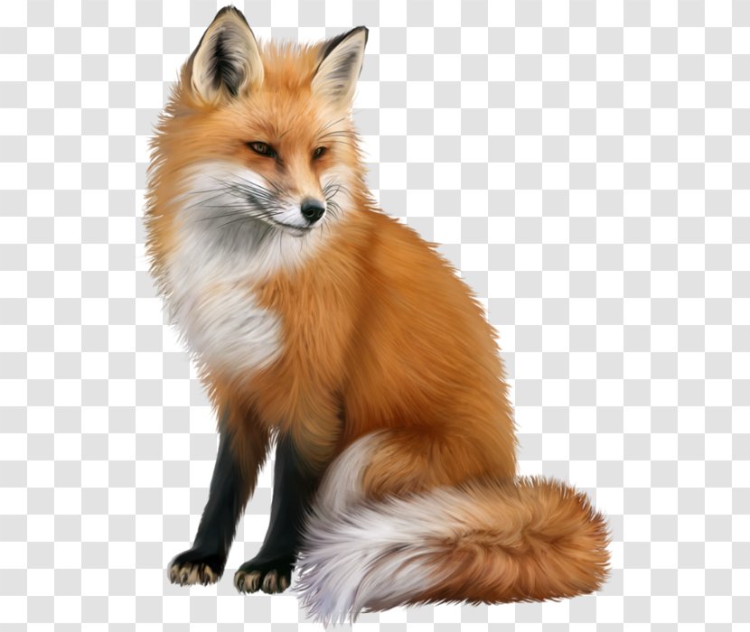Red Fox Clip Art Image - Carnivore Transparent PNG