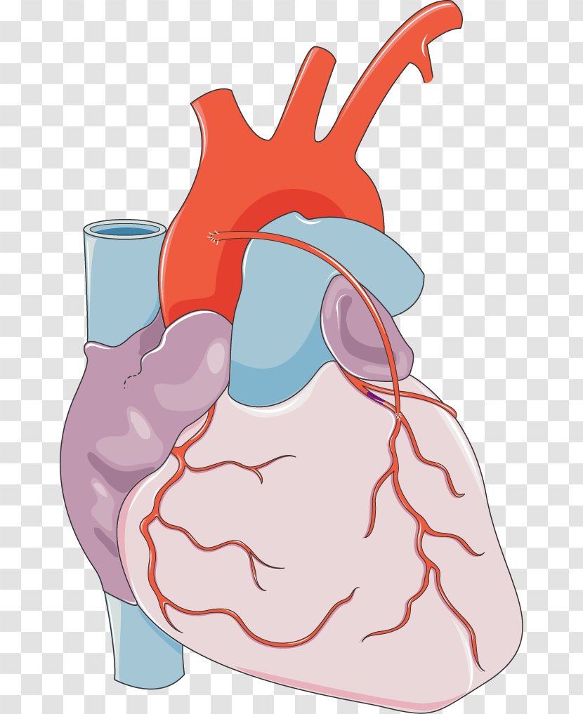 Myocardial Infarction Cardiology Coronary Artery Disease Cardiovascular - Frame - Heart Transparent PNG