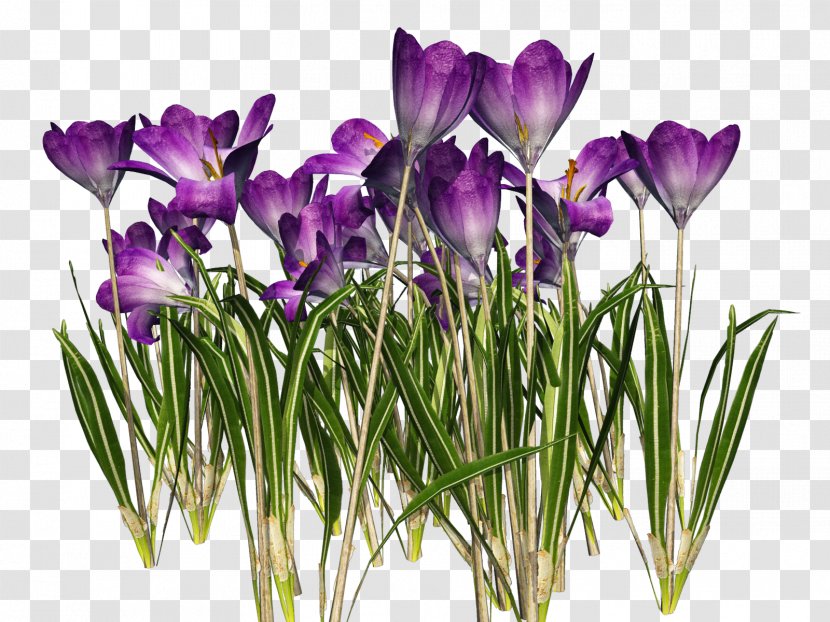 Crocus Vernus Chrysanthus Autumn Clip Art Transparent PNG