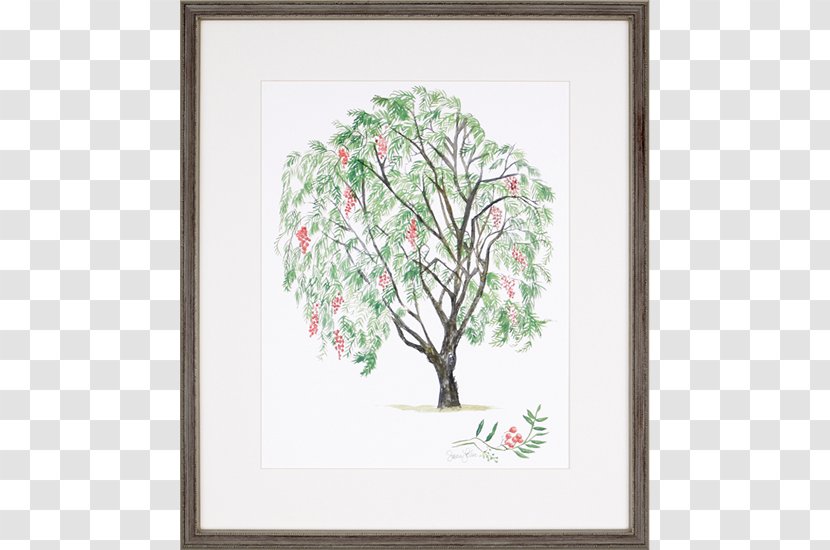 Torrance Von Hemert Interiors Walter E. Smithe Schinus Molle Twig - Blossom - Sycamore Tree Transparent PNG