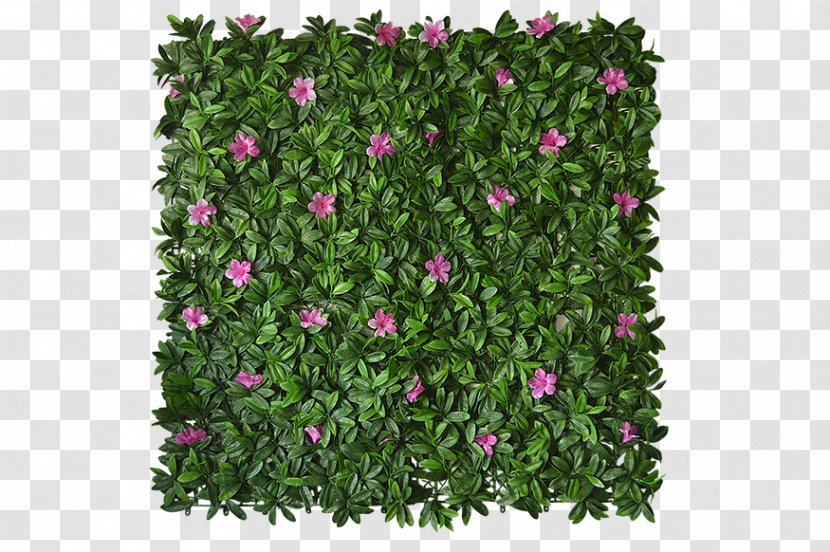 Follaje Green Wall Garden Tree Leaf - Flowering Plant - Petunia Transparent PNG