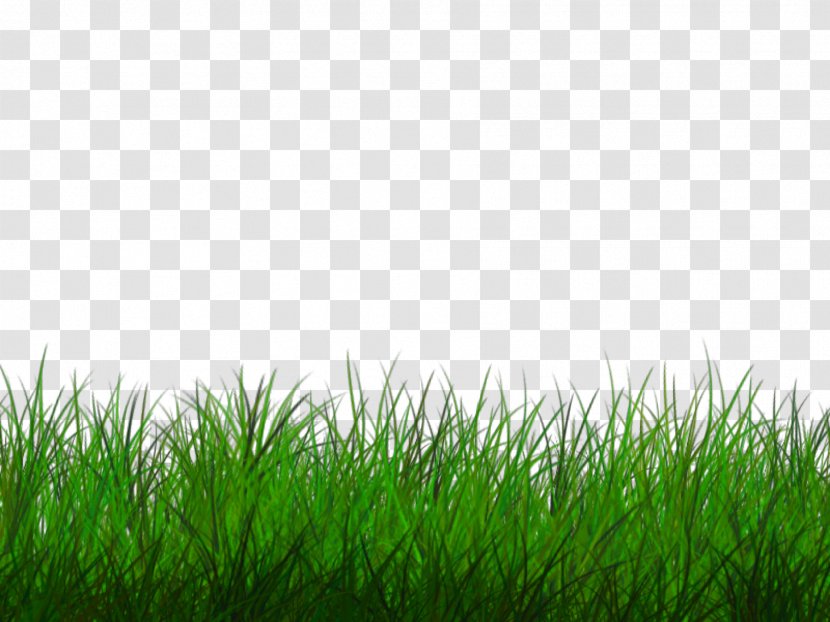 PicsArt Photo Studio Image Editing Desktop Wallpaper - Green - Grass Transparent PNG