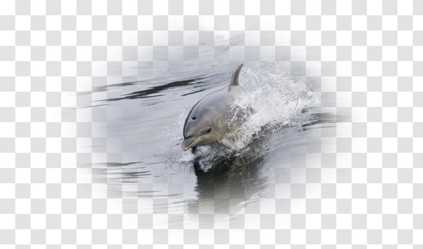 Dolphin Porpoise Fauna Cetacea Water - Marine Mammal - Daulfin Transparent PNG