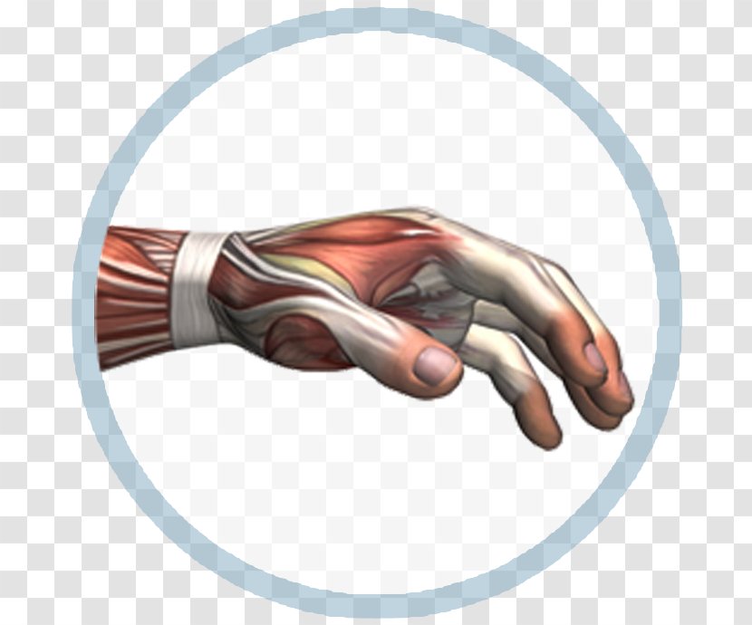 Thumb - Arm - Design Transparent PNG
