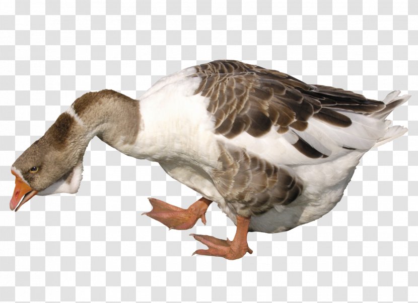 Duck Domestic Goose Cygnini - Beak - Pretty Transparent PNG