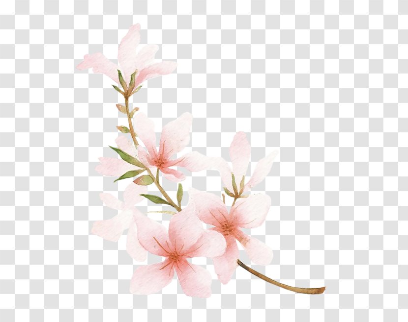 Blossom Drawing Peach Watercolor Painting - Pink Transparent PNG