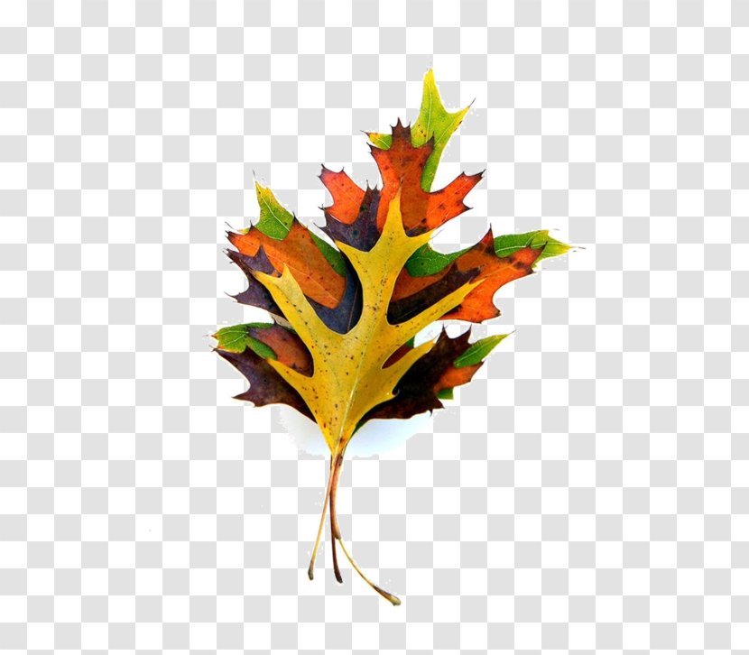 Maple Leaf Paper Autumn Color Plant Stem Transparent PNG
