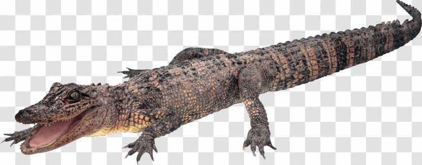 Crocodiles Alligator - Photoscape - Crocodile, Gator Transparent PNG