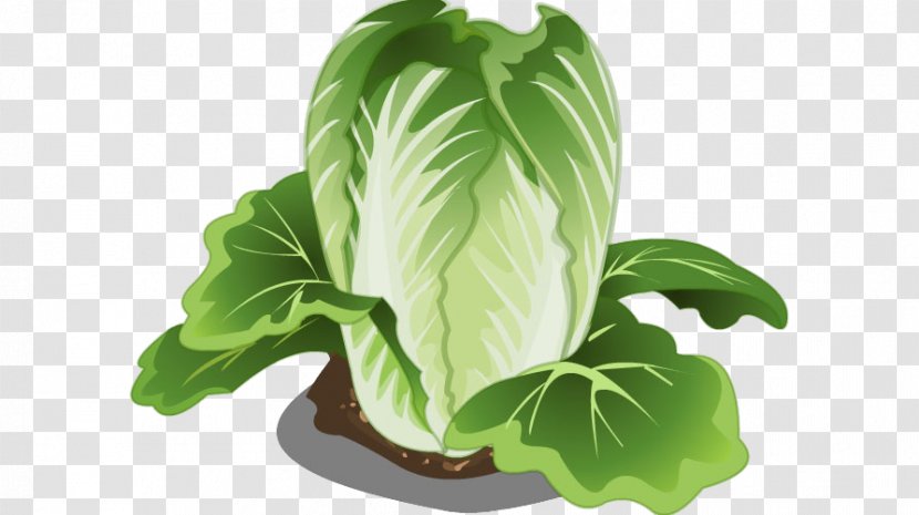 Penglai Vegetable Institute Chinese Cabbage Napa Transparent PNG