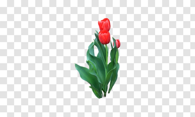 Tulip Flower Red Icon - Flowerpot - Tulips Transparent PNG