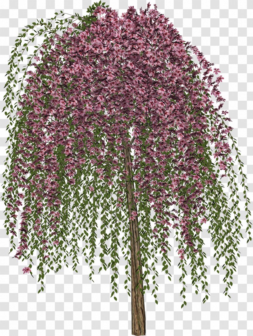 Tree Drawing - Flower - Lush Top Transparent PNG