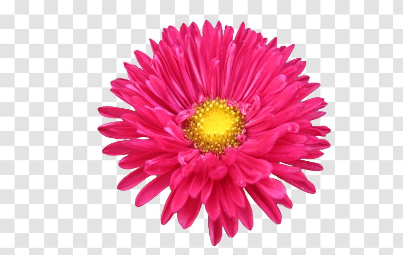 Clip Art Chrysanthemum Illustration Naver Blog - Gerbera - Lofty Transparent PNG