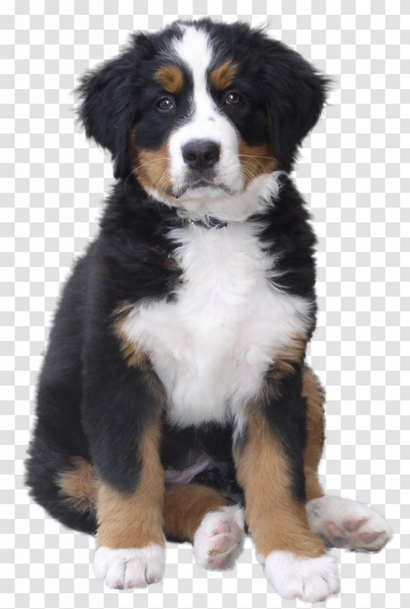 Bernese Mountain Dog Puppy Greater Swiss Breed - Bone Transparent PNG