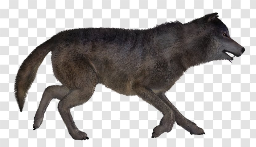 Gray Wolf Coyote Fur Snout Wildlife - Animal Figure Transparent PNG