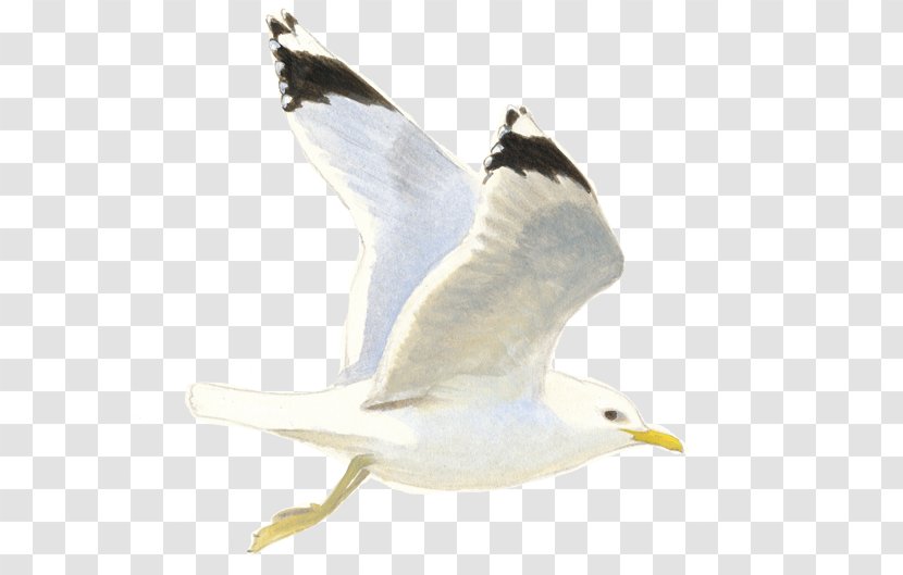 European Herring Gull Great Black-backed Gulls Common Laridae - Fauna - Bird Watching Transparent PNG