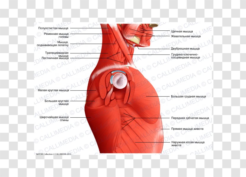 Human Anatomy Muscle Neck Head - Heart - Sternocleidomastoid Transparent PNG