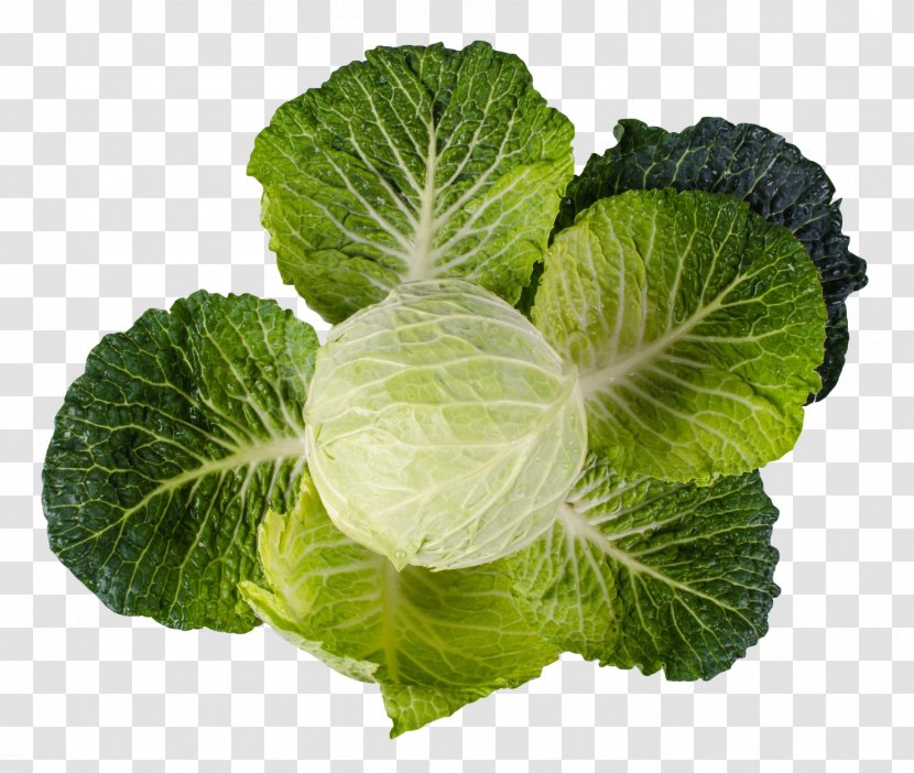 Red Cabbage Vegetable Collard Greens - Spring Transparent PNG