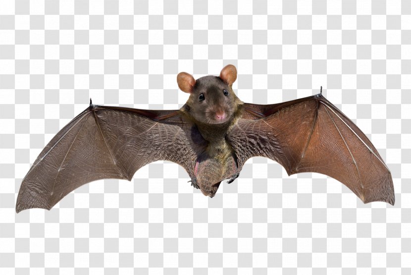 Little Brown Bat Stock Photography Big Microbat Kitti's Hog-nosed - Mammal - Depositphotos Transparent PNG