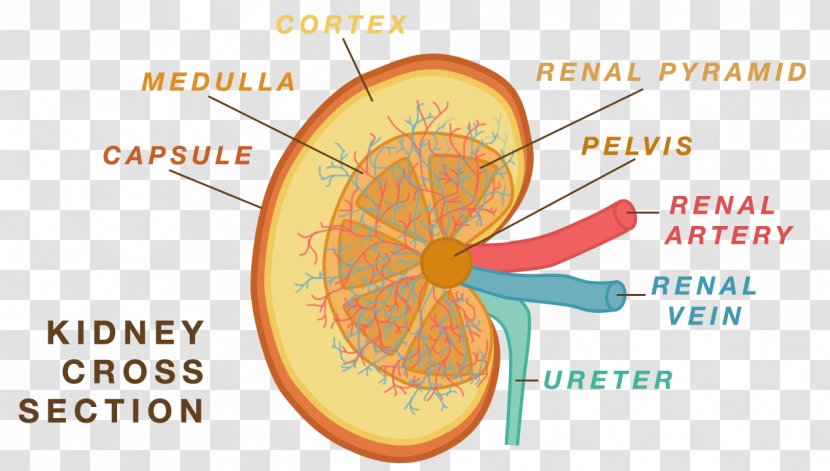 Anatomy Physiology Kidney Human Body Nephron - Renal Pyramids - Cross Functional Team Transparent PNG