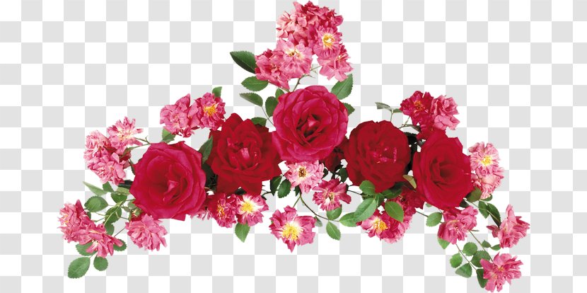 Paper Download - Carnation - Rose Transparent PNG
