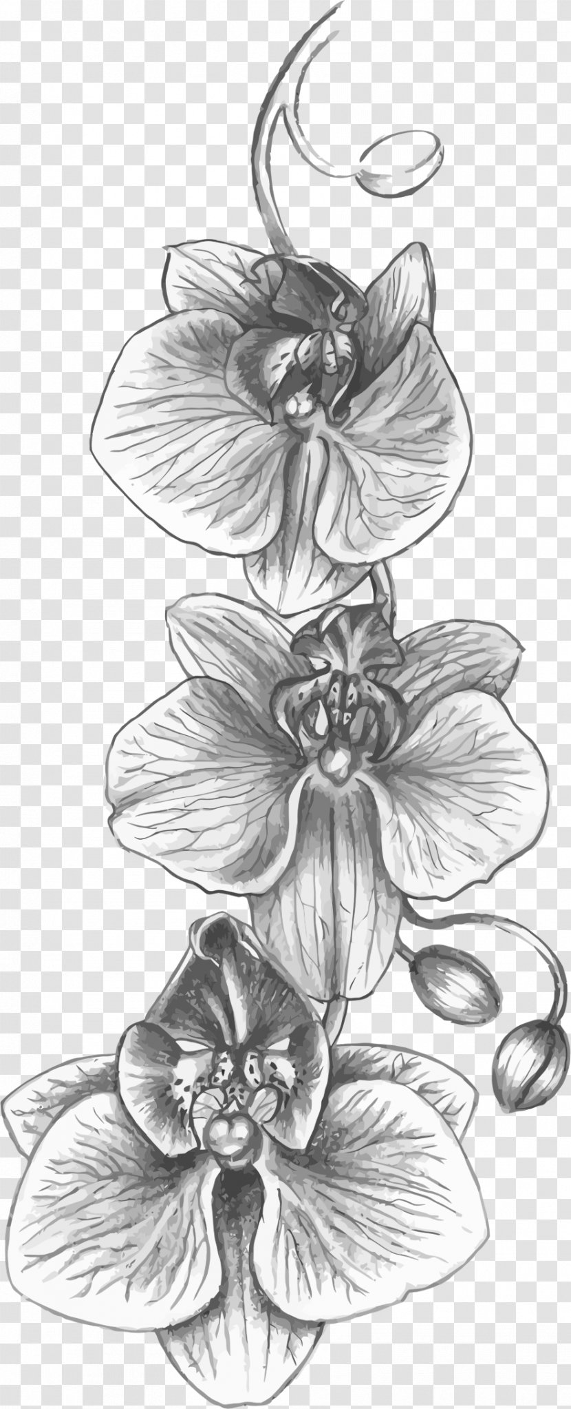 Cattleya Orchids Tattoo Drawing Flower - Tree - Sketch Transparent PNG