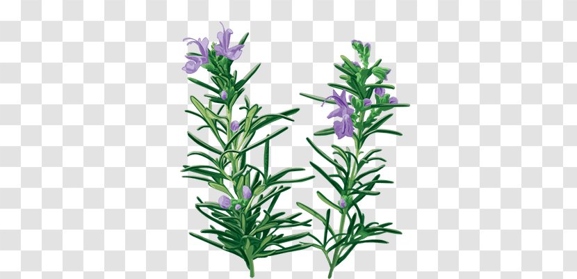 English Lavender Rosemary Oil Essential Herb Transparent PNG