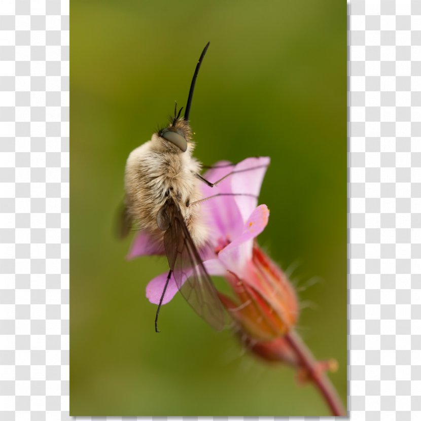Honey Bee Moth Nectar Pollen - Butterfly Transparent PNG