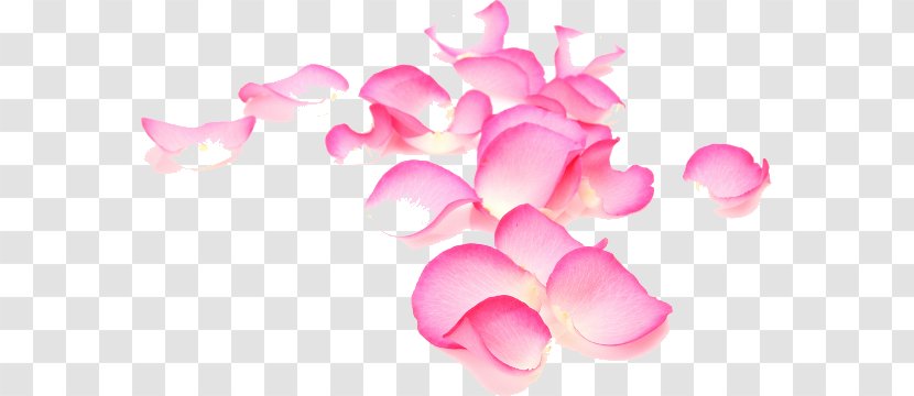 Garden Roses Petal Flower Plant - Rose Order Transparent PNG