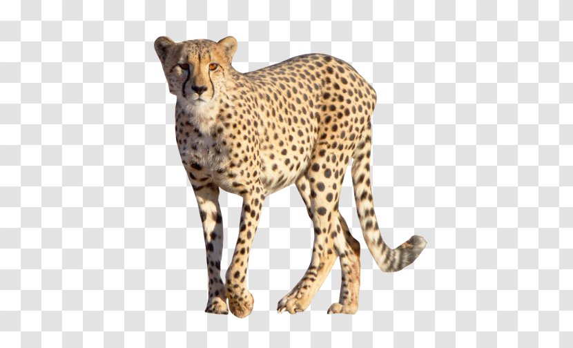 Cheetah Leopard Felidae Clip Art - Organism - Wild Animal Transparent PNG