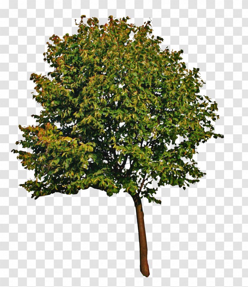 Plane - Tree - California Live Oak Maple Transparent PNG