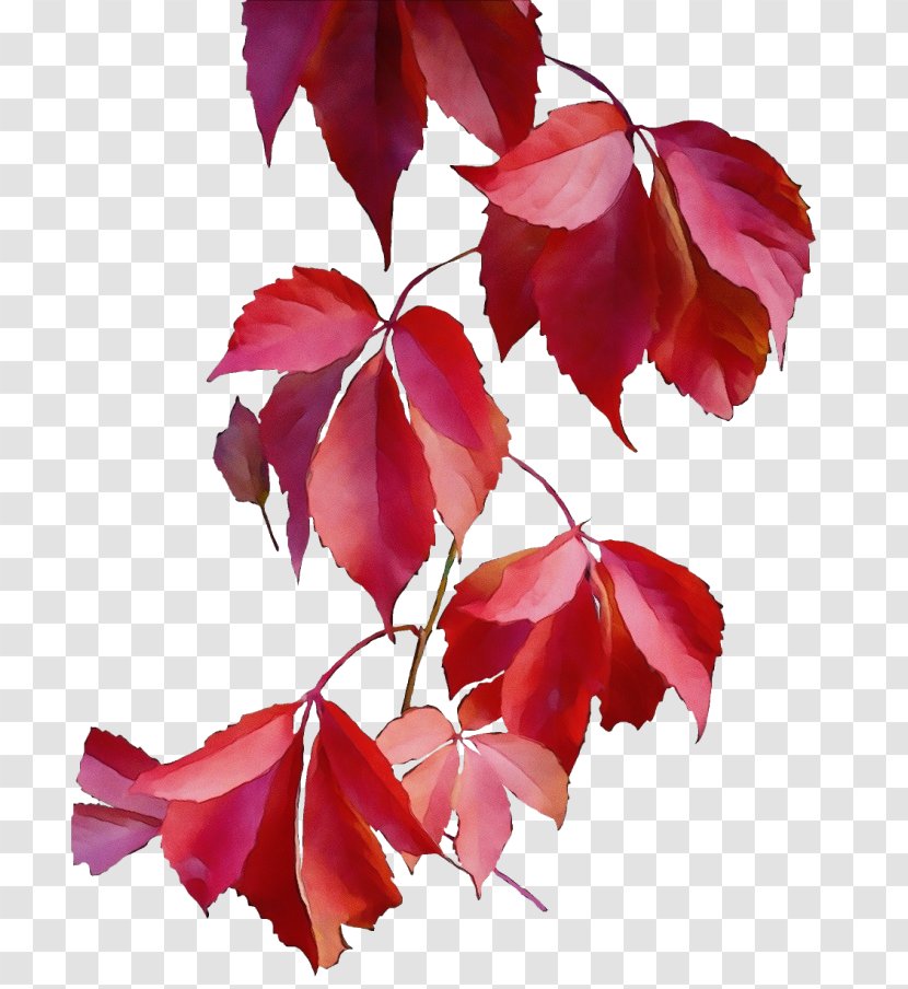 Red Maple Tree - Home Improvement - Leaf Transparent PNG