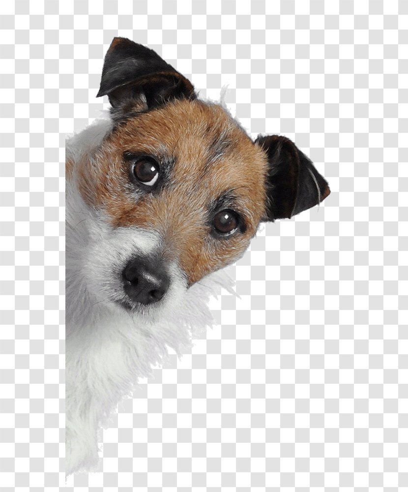 Jack Russell Terrier Responsive Web Design Development Digital Agency Transparent PNG
