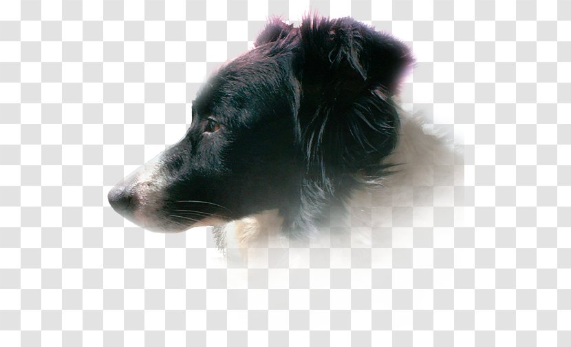 Dog Breed Shetland Sheepdog Border Collie Rough Puppy - Bordercollie Transparent PNG