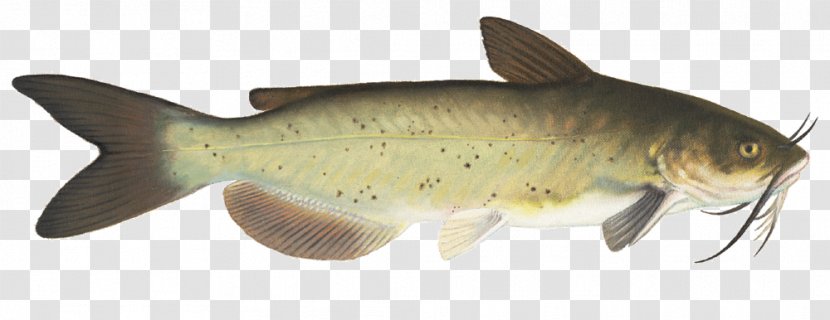 Lake Milkfish Diversity Of Fish Carp Transparent PNG