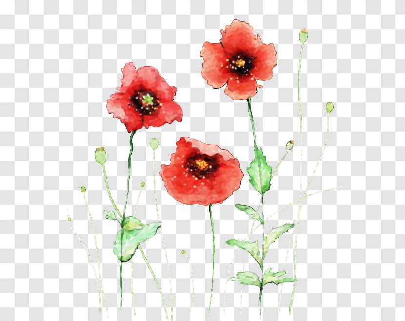 Flower Watercolor Painting - Coquelicot - Floral Set Transparent PNG