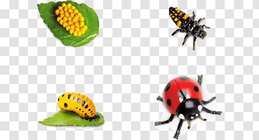 Western Honey Bee Beetle Butterfly Life Cycle - Membrane Winged Insect - Larva Tuba Transparent PNG