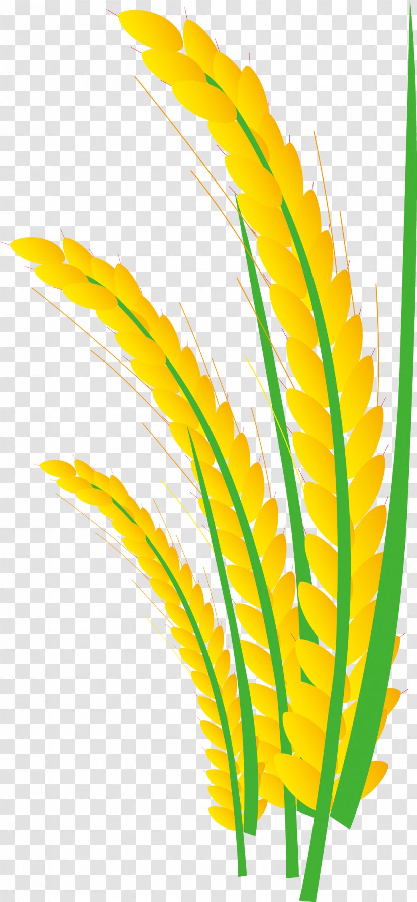 Rice Gadu Paddy Field Gratis - Paddy,Rice,Rice,Hedao,Rice Transparent PNG