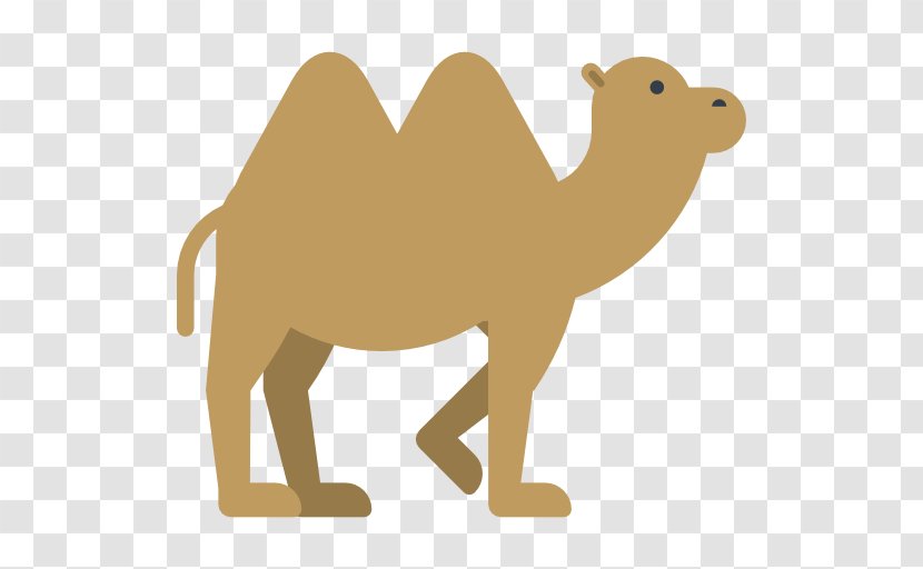 Camel Cartoon - Like Mammal Transparent PNG