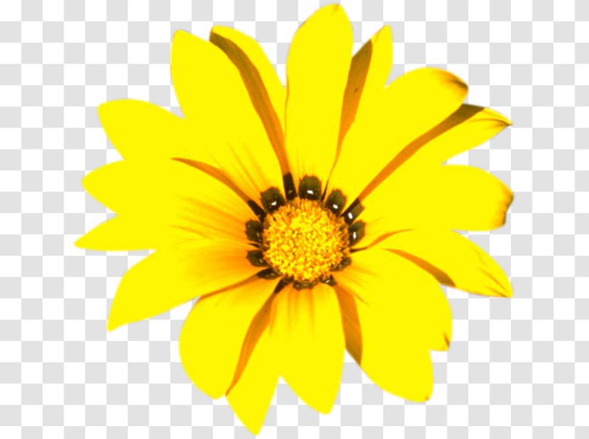 Yellow Color Flower White - Oxeye Daisy Transparent PNG