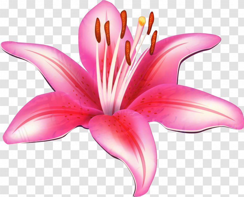 Easter Lily Background - Plant - Hippeastrum Amaryllis Belladonna Transparent PNG