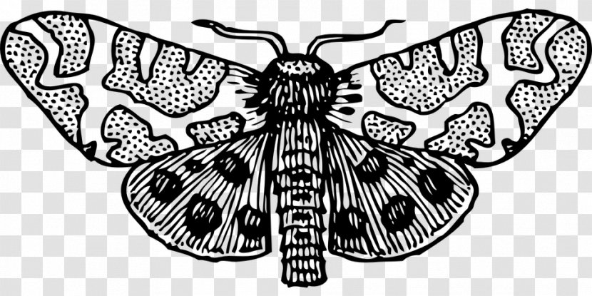 Butterfly Insect Moth Clip Art - Monochrome Photography Transparent PNG