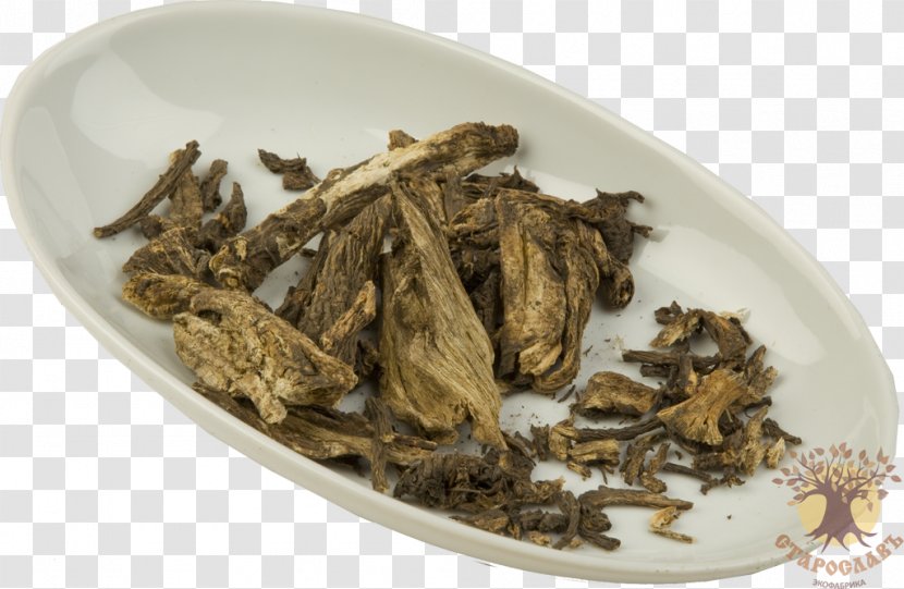 Angelica Archangelica Root Common Dandelion Silverweed Cinquefoil Herb - Ingredient - Medical Prescription Transparent PNG