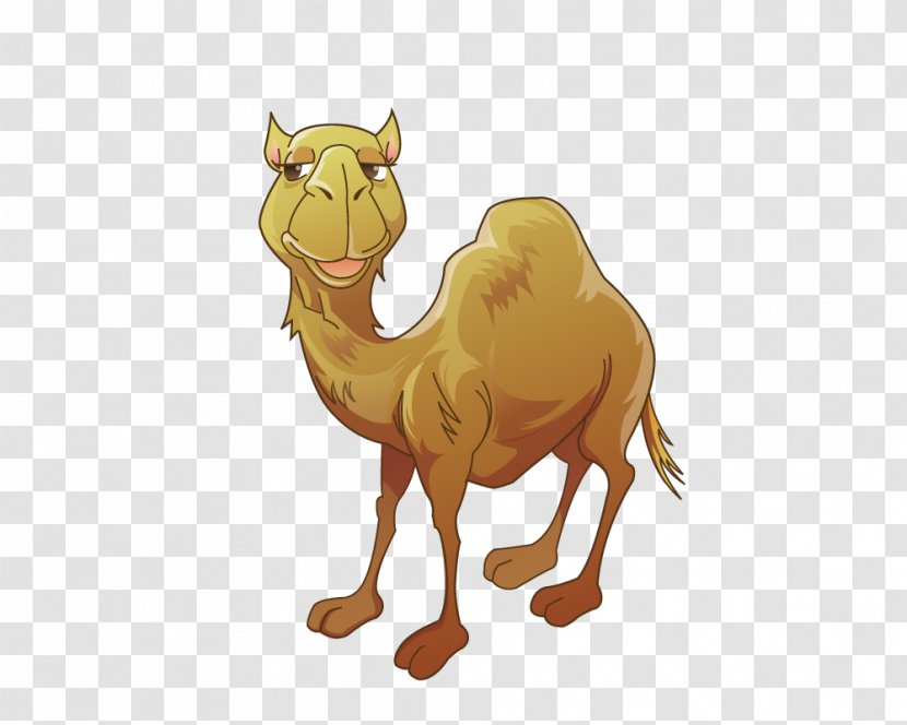 Bactrian Camel Clip Art - Drawing - Sell ​​Meng Cute Transparent PNG