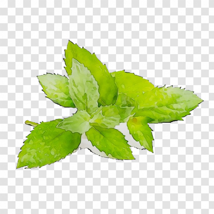 Leaf Herbalism - Flowering Plant - Peppermint Transparent PNG