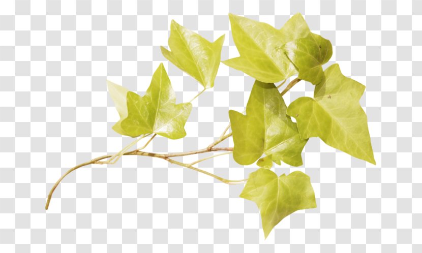 Leaf Image Twig Adobe Photoshop - Photography Transparent PNG